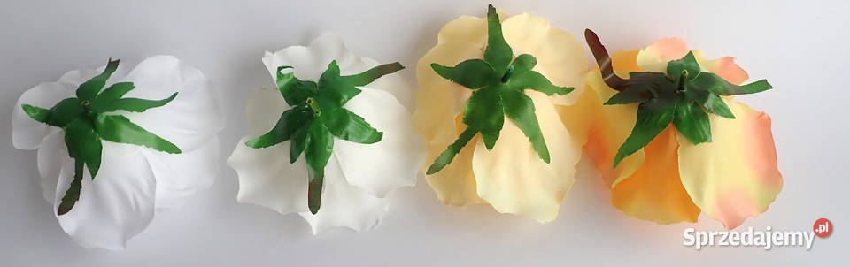 Róże rozwinięte różne kolory 1 śred 13 F004 Siewierz