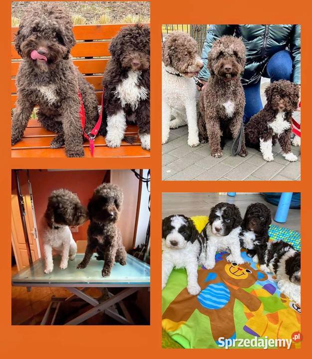 Lagotto Romagnolo ZKwP FCI Pozostałe Żyrardów sprzedam