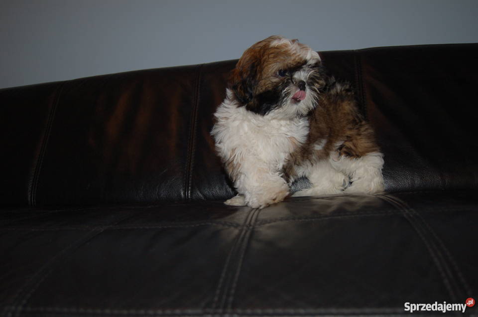 Sprzedam piękną wystawową suczkę Shih Tzu Kielce