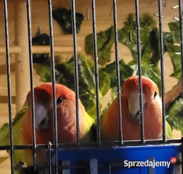 Papugi Nierozłączki Czerwonoczelne Sandomierz sprzedam