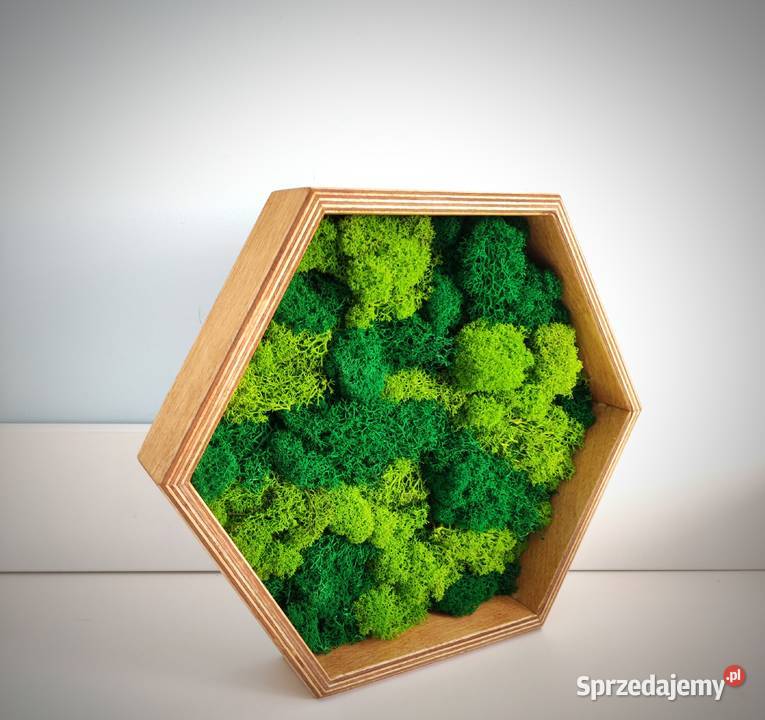 Żywy obraz mech chrobotek tryptyk heksagon Ruda Śląska sprzedam