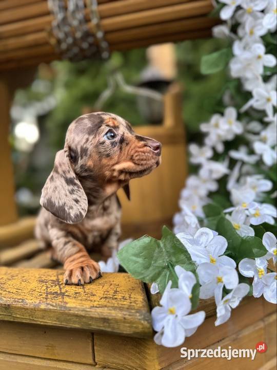 Wyjątkowa Sunia Jamnik miniaturowy Choco merle z Jamnik Warszawa