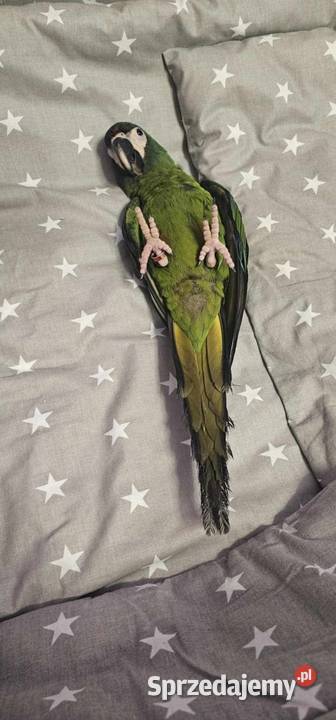 Ara Marakana Samiczka Konarzewo