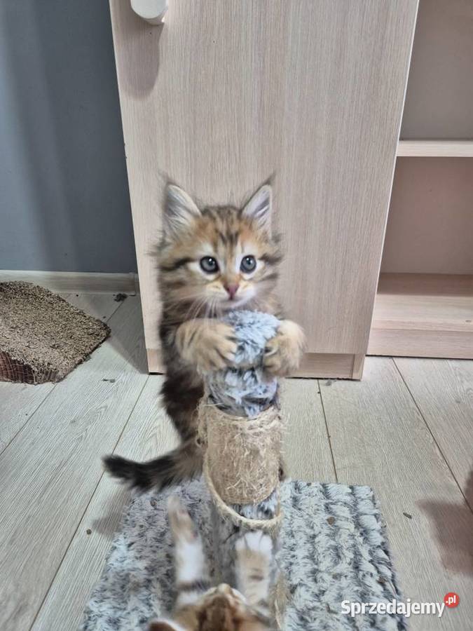 Syberyjska kotka OLIWKA rodowód FIFE FPL śląskie Stary Broniszew sprzedam