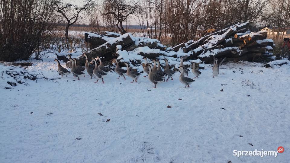 SPRZEDAM GĘSI Ptaki Zalesie