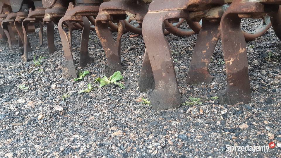 Brona wirowa maschio kuhn Nowe Skalmierzyce