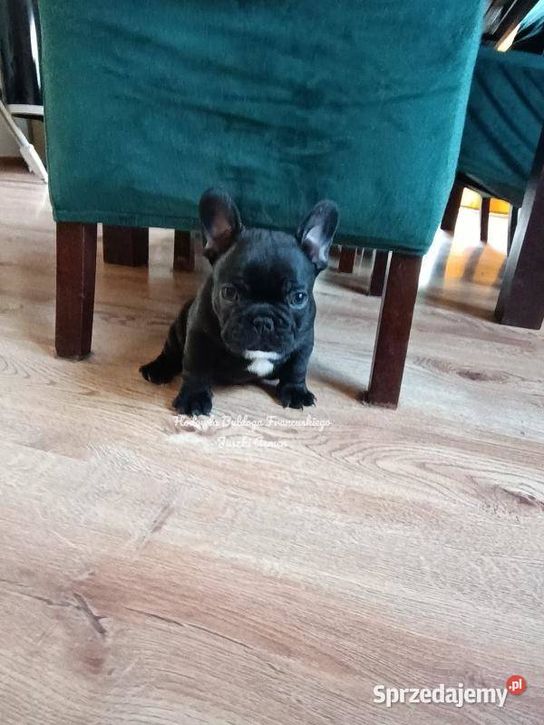Szczenięta Buldoga Francuskiego Warlubie