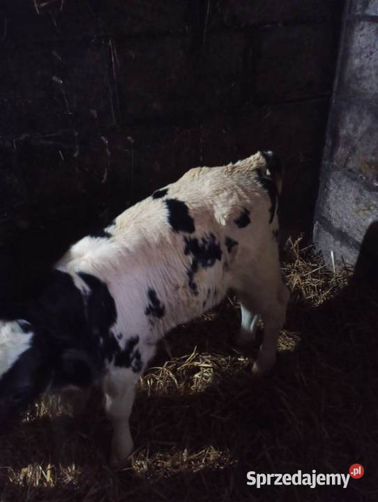 Byczek dwutygodniowy BB miesny Żółkiewka-Osada