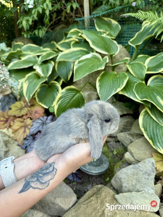 Mini Lop Króliki Miniaturowe Baranki podkarpackie Godowa