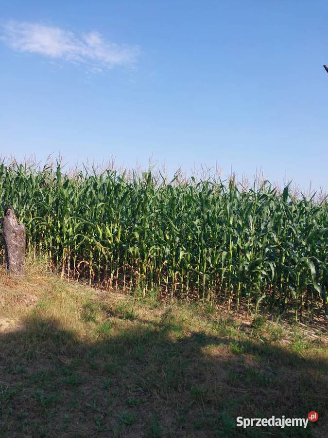 sprzedam kukurydzę na kiszonkę Kozubów sprzedam