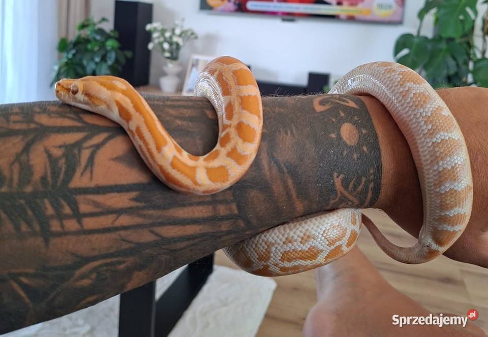 Pyton tygrysi albino samiczka python bivittatus Brzezie k. Sulechowa sprzedam