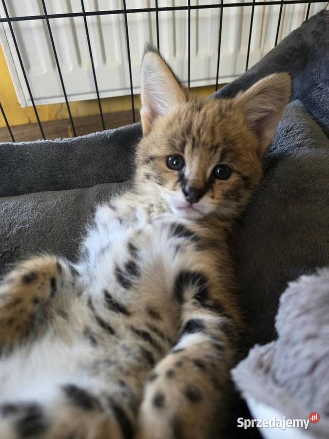 Serwal sawannowy serval afrykański ręcznie Kraków
