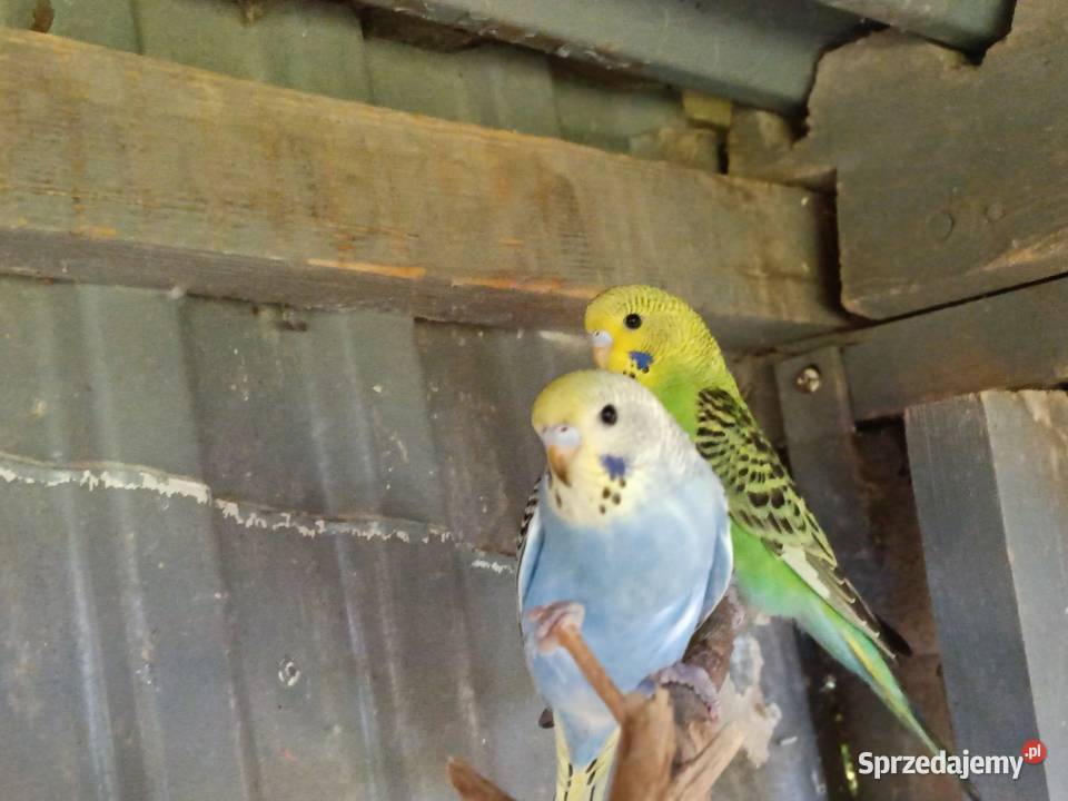 Papugi Papuga fiesta Jastrzębie-Zdrój