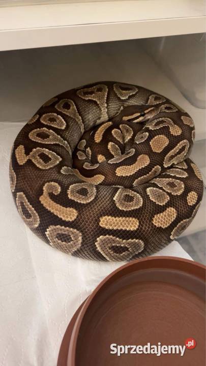 Mojave Yellow belly dorosła samiczka sprzedam
