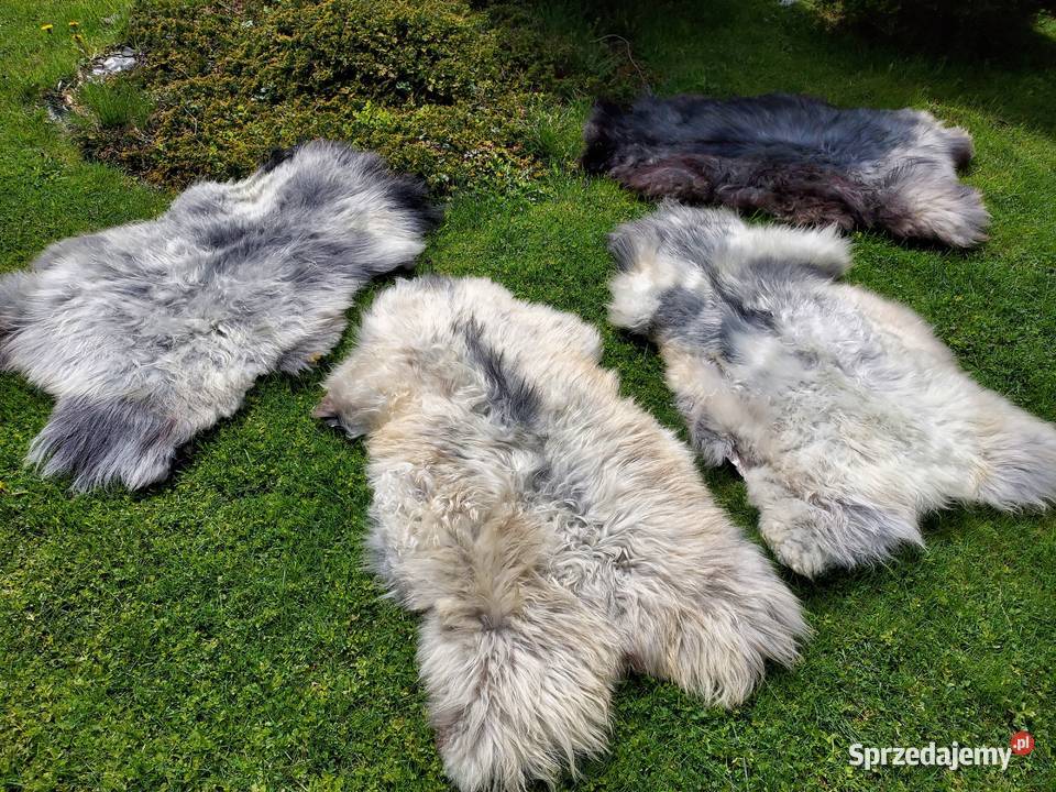 Skóra Owcza Szwedzka MELERADE Skóry Owcze małopolskie Szaflary