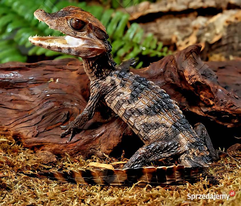 Młode Kajmany Schneidera Paleosuchus trigonatus Gady i płazy Katowice