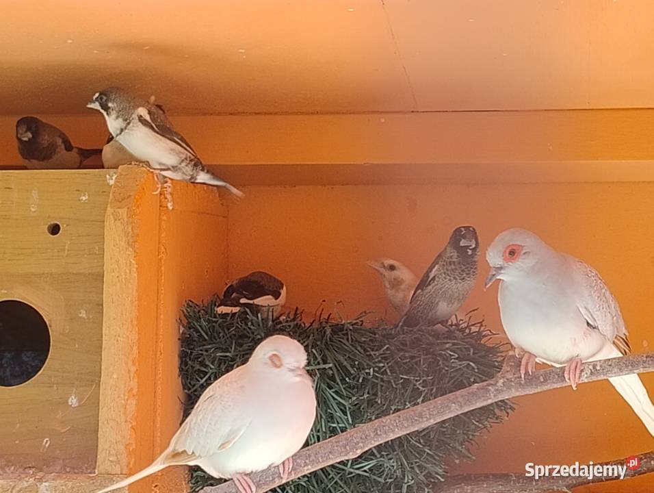 Mewki japońskie Blachownia