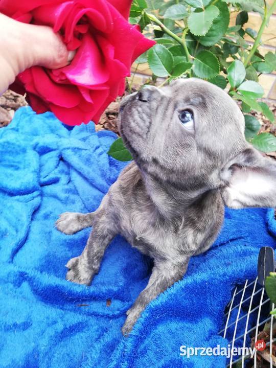 Buldog francuski niebieskie pieski Borzęcin