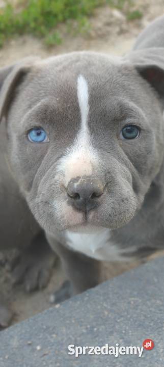 American Bully Piesek Krośniewice