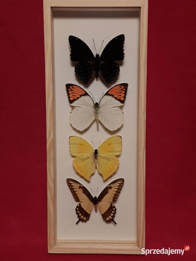 Motyle w ramce 14x35 Haraxes Hebomoia Papilio Szczecin