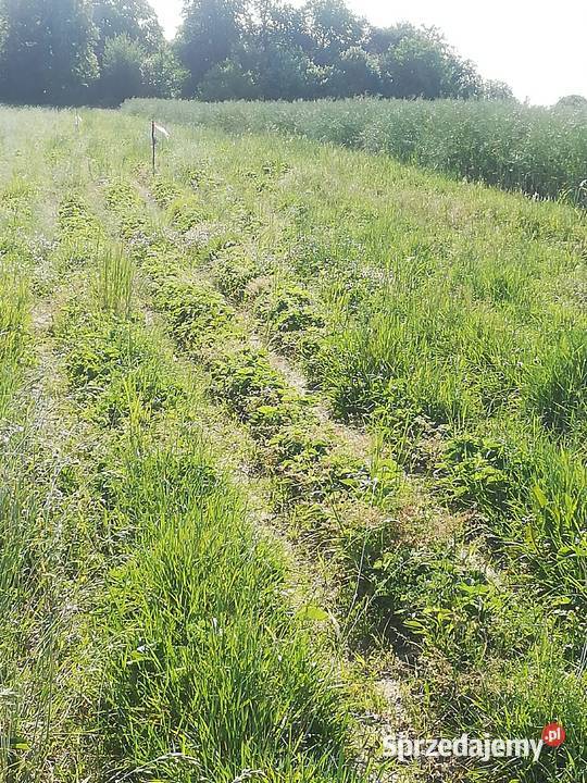 sprzedam truskawki Rośliny przemysłowe Pińczów