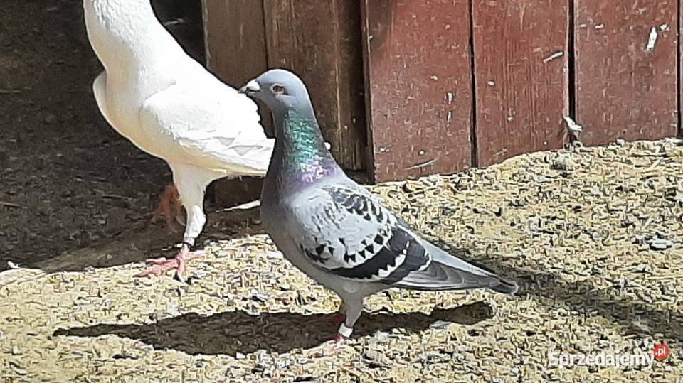 Gołębie pocztowe możliwość wysyłki wojlubelskie Struża
