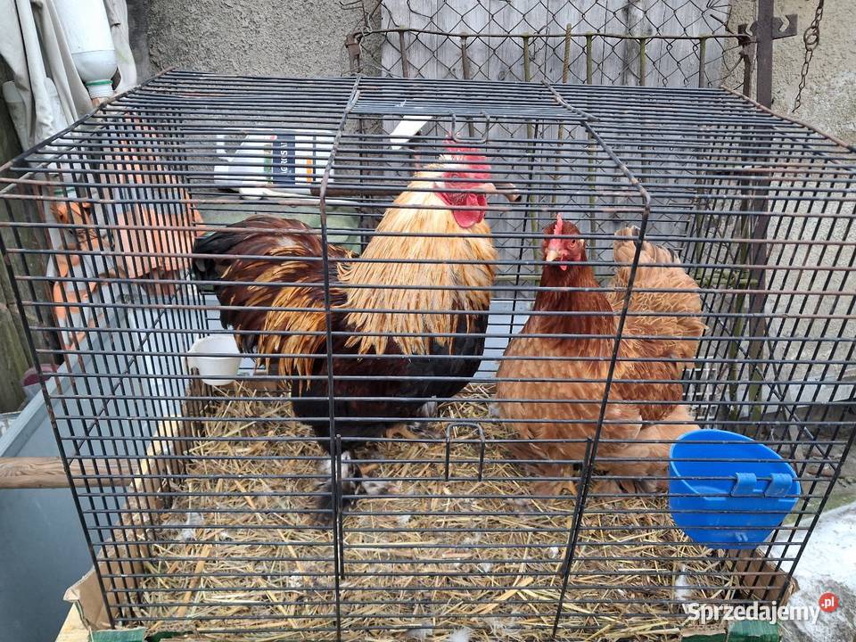 Kury silki Drób i ptactwo Miękinia