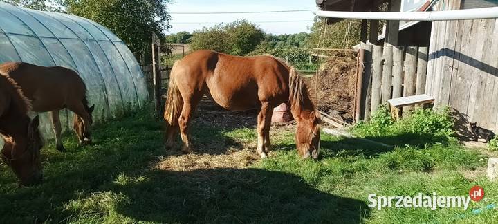 Clacz źrebię zimnokrwiste Węgliska