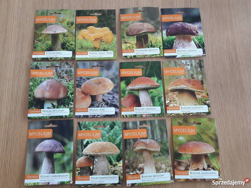 Grzybnia Koźlarz Czarnobrązowy Grzyby w Ogrodzie kujawsko-pomorskie Bydgoszcz