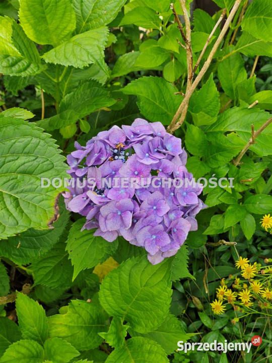 sprzedaży gruntu 700m2 Kazimierz