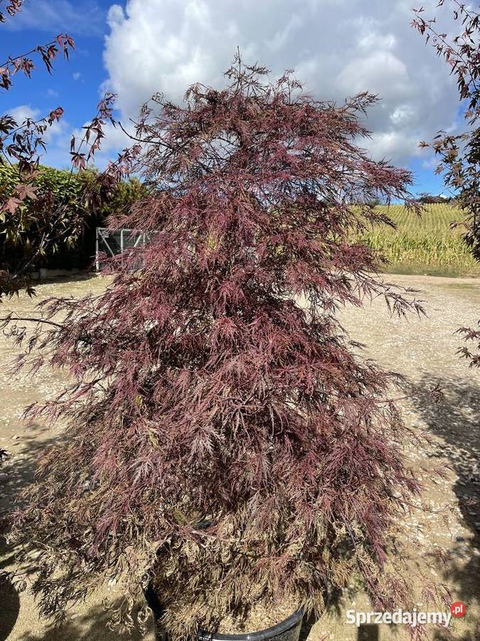 KLON PALMOWY Atropurpurea XXL 200 2650 Anieliny