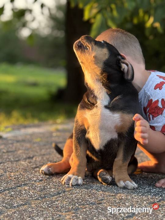 Szczeniak american bully xl Iłża