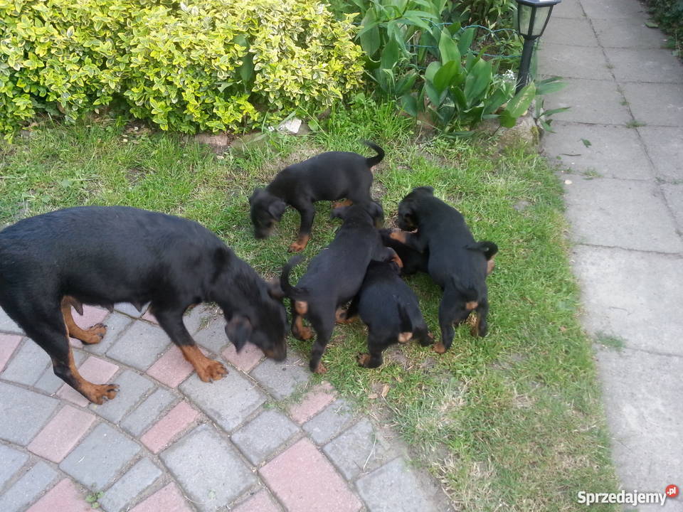 Terier Niemiecki szczeniaki Pozostałe Wawrów