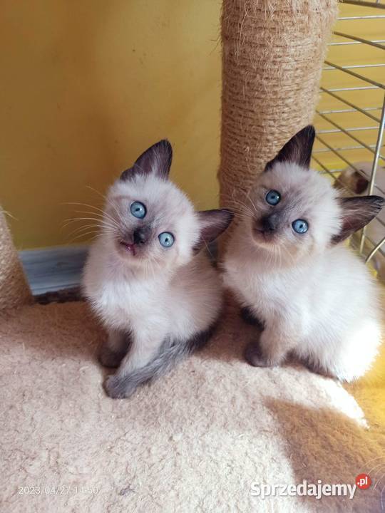 Reproduktor Syjamski Starego Gorzów Wielkopolski