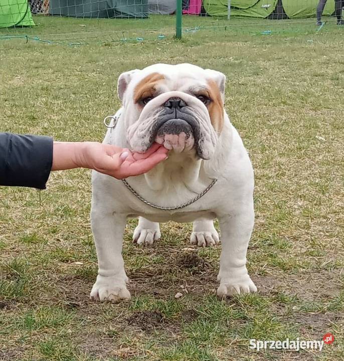 Buldog angielski fci Bodzentyn