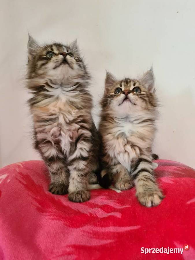 Maine Coon Drygulec