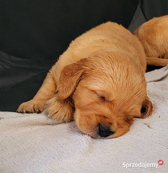 Golden Retriever ciemno złote maluchy Poręba