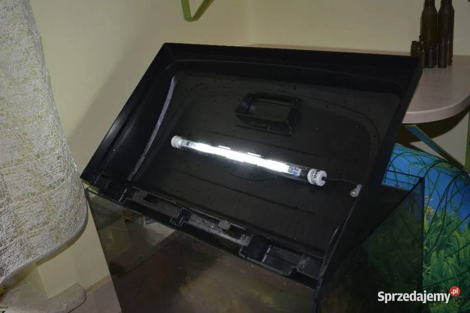 Aksolotl meksykański ambystoma meksykańska Kolonia