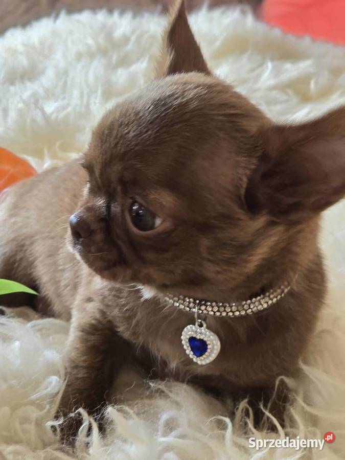 Chihuahua Czekoladowy XXS śląskie Bielsko-Biała