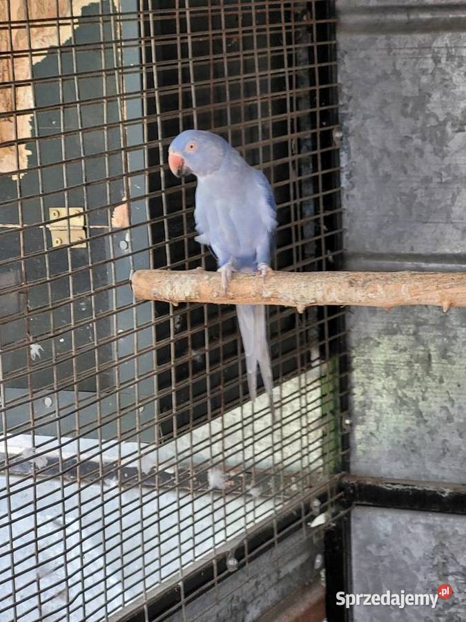 Aleksandretta obrożna fiolet para 2021r legowa Ulanica