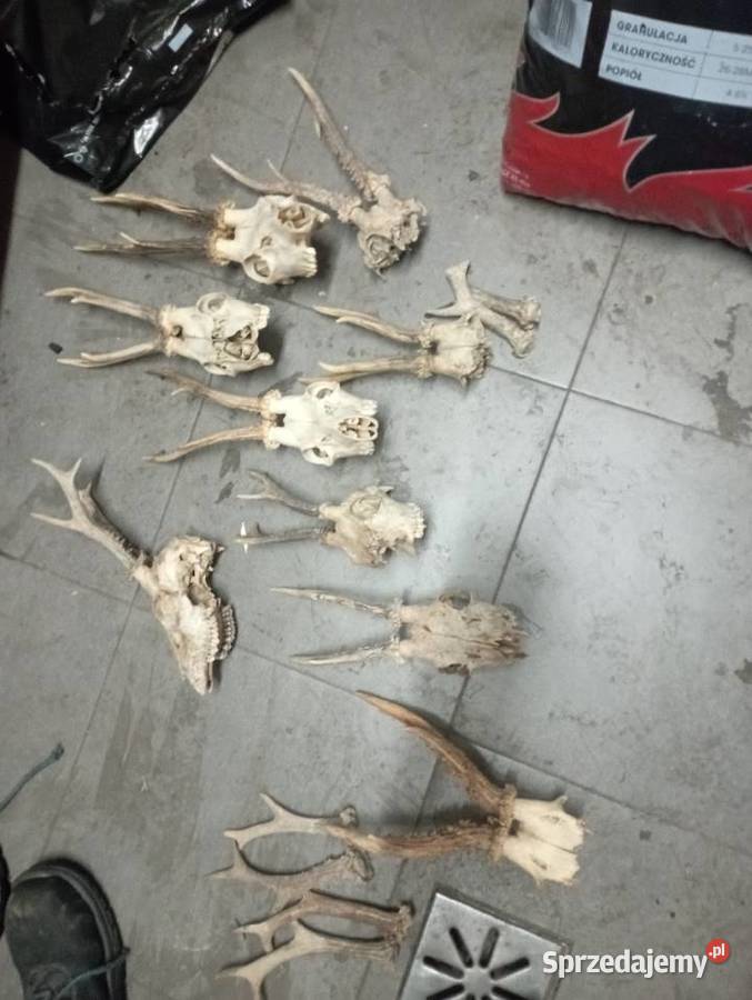 Czaszki parostki sprzedam