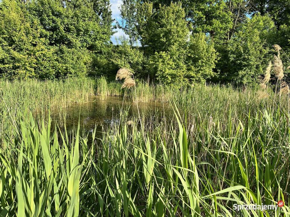 Działka Gołębowo Maniewo Gołaszyn Oborniki z