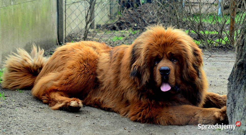 Mastif tybetański FCI Malanów sprzedam