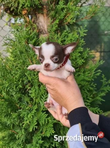 Śliczny piesek Chihuahua biało czekoladowy Psy Częstochowa