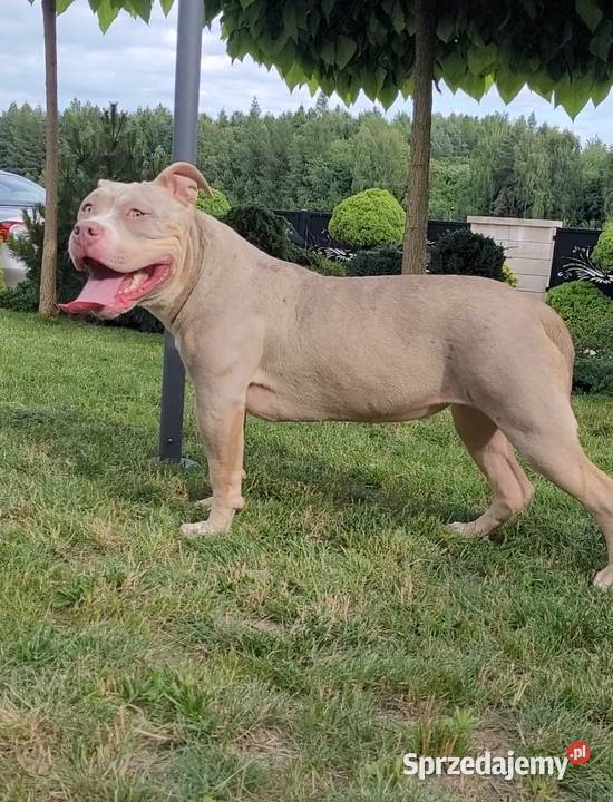 American bully Abkc piękne szczenięta Kraśnik sprzedam