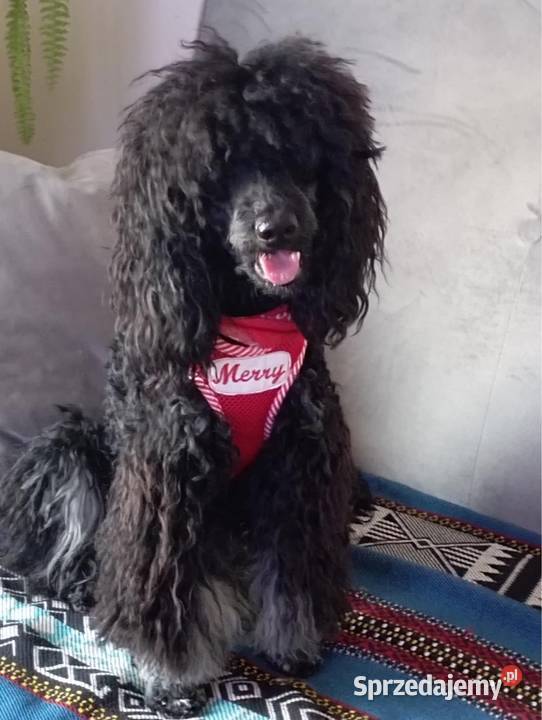 Pudel miniaturowy piesek Ostrożnica