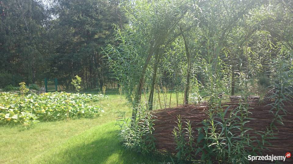 Projektowanie ogrodów zakładanie pielęgnacja