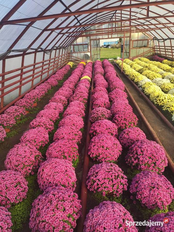 Sprzedaż Chryzantem