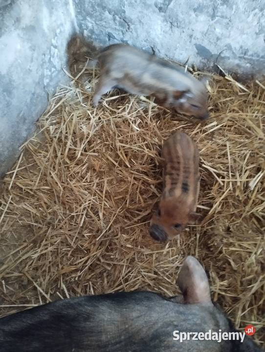 Świnki wietnamki sprzedam