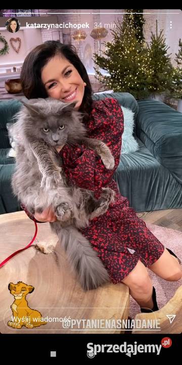 JEDYNA Czarna koteczka Maine Coon Polydactyl Poznań